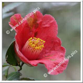 Camellia Japonica 'Chôsen-tsubaki'