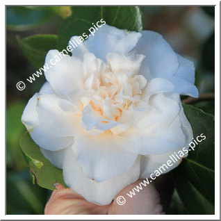 Camellia Japonica 'Chouchou'