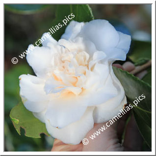 Camellia Japonica 'Chouchou'