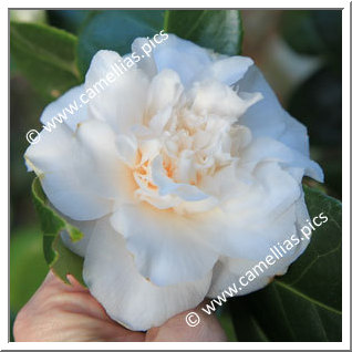 Camellia Japonica 'Chouchou'