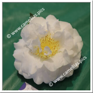 Camellia Japonica 'Chow's Han-Ling'