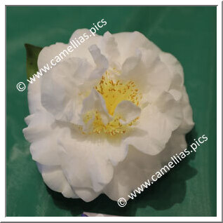 Camellia Japonica 'Chow's Han-Ling'