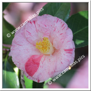 Camellia Japonica 'Choyo-no-nishiki'