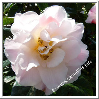 Camellia Hybride C.reticulata 'Chrissie's Retic'