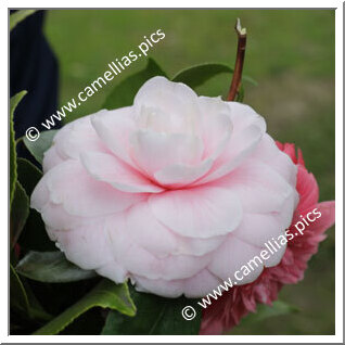 Camellia Japonica 'Christiano Van-Zeller'