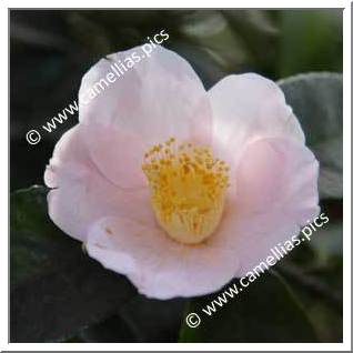 Camellia Japonica 'Christmas Cheer Pink '