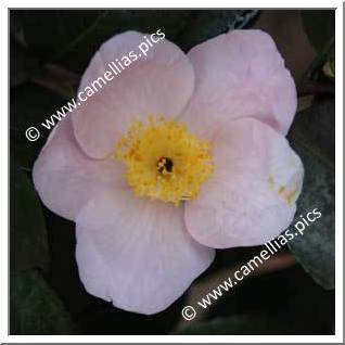 Camellia Japonica 'Christmas Cheer Pink '