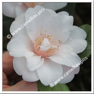 Camellia Hybrid 'Christmas Daffodil'