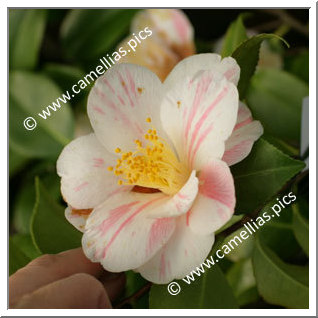 Camellia Japonica 'Chûbu-higurashi'