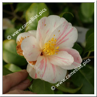 Camellia Japonica 'Chûbu-higurashi'