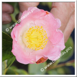 Camellia Japonica 'Chûbu-tsukimiguruma'