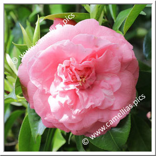 Camellia Japonica 'General Cialdini'
