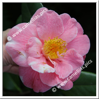 Camellia Japonica 'Cidade de Vigo '