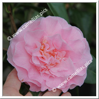 Camellia Hybrid C.x williamsii 'Cile Mitchell'