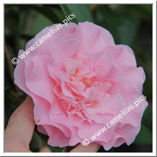 Camellia Hybride C.x williamsii 'Cile Mitchell'