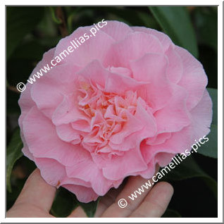 Camellia Hybrid C.x williamsii 'Cile Mitchell'