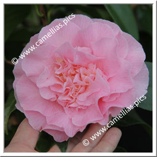 Camellia Hybride C.x williamsii 'Cile Mitchell'