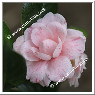 Camellia Japonica 'Cimarosa'