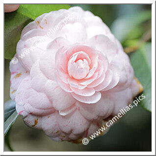 Camellia Japonica 'Cimarosa'