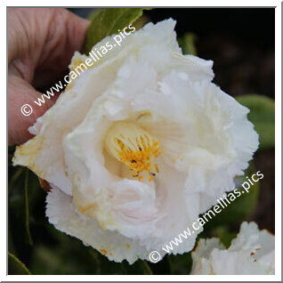 Camellia Japonica 'Cinderella'