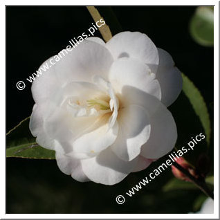 Camellia Hybride 'Cinnamon Cindy'