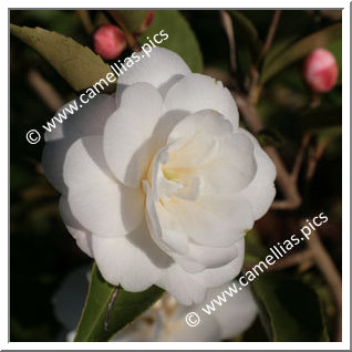 Camellia Hybride 'Cinnamon Cindy'