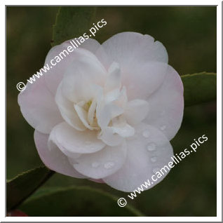 Camellia Hybride 'Cinnamon Cindy'