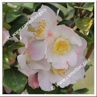 Camellia Hybrid 'Cinnamon Scentsation'