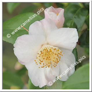 Camellia Hybride 'Cinnamon Scentsation'