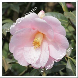 Camellia Hybride C.x williamsii 'Citation'