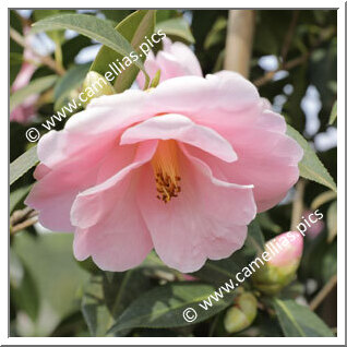 Camellia Hybrid C.x williamsii 'Citation'