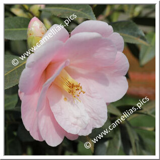 Camellia Hybride C.x williamsii 'Citation'