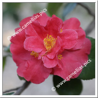 Camellia Japonica 'Clarise Carleton'