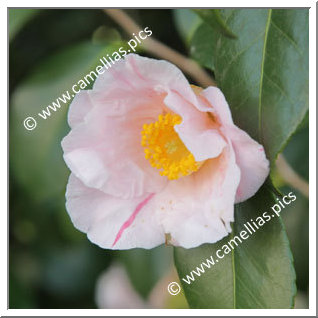 Camellia Japonica 'Clarissa'