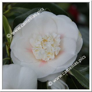 Camellia Japonica 'Claritas'