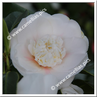 Camellia Japonica 'Claritas'