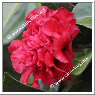 Camellia Japonica 'Clark Hubbs'