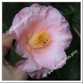 Camellia Japonica 'Claudia Phelps'