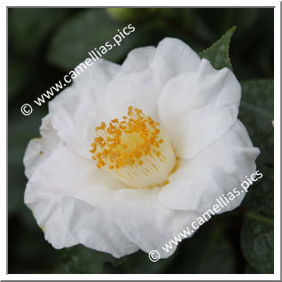 Camellia Japonica 'Clémence Lefeuvre'