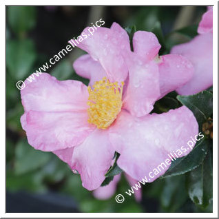 Camellia Sasanqua 'Cleopatra (Sawada)'