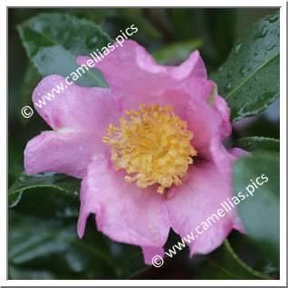 Camellia Sasanqua 'Cleopatra (Sawada)'