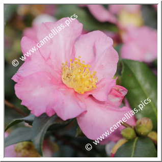 Camellia Sasanqua 'Cleopatra (Sawada)'