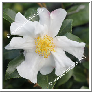 Camellia Sasanqua 'Cleopatra White '