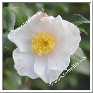 Camellia Sasanqua 'Cleopatra White '