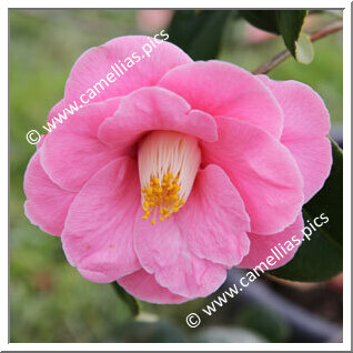 Camellia Japonica 'Cloisonné'