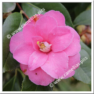 Camellia Japonica 'Cloisonné'