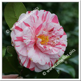 Camellia Japonica 'Clotilde'