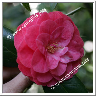 Camellia Japonica 'Principessa Clotilde Rose'