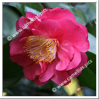 Camellia Japonica 'Clovis Guervel'