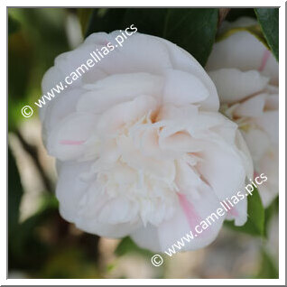 Camellia Japonica 'Clowesiana'